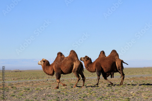 Bactrian camels are a species native to Central Asia. They are different colored Asian camels that walk the steppes of Mongolia.
