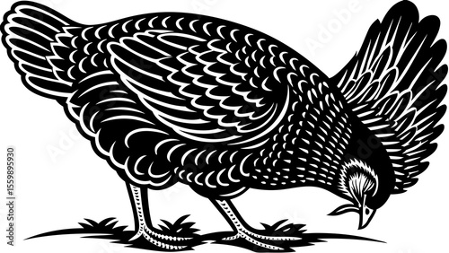 Illustration of a hen pecking at the ground with detailed feathers in black and white style artwork