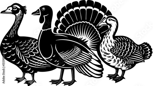 Illustration of a goose, turkey and duck standing side by side in black and white artwork style