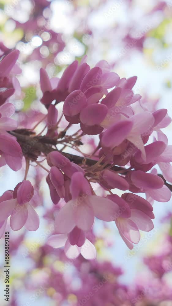 Vertical footage, View from below looking up of pink-purple inflorescences on a blooming Cercis Redbud tree against a blue sky, close-up