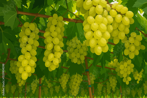 This image shows a lush vineyard filled with clusters of ripe, yellow-green grapes hanging from wooden trellises. The grapes are plump and glossy, growing in large bunches beneath a canopy of healthy 