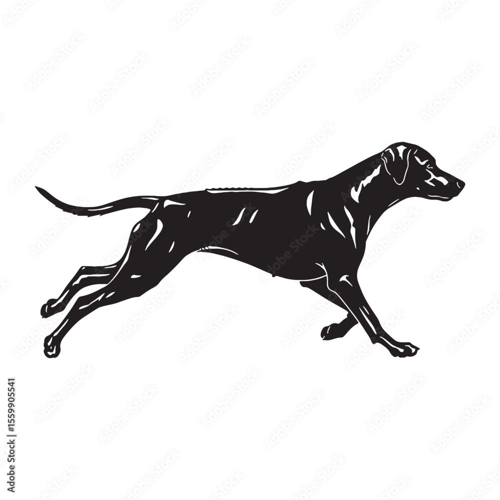 Obraz premium Distinct Rhodesian Ridgeback canine digital black silhouette - Rhodesian Ridgeback silhouette - Rhodesian Ridgeback Vector - Silhouette of Rhodesian Ridgeback - dog vector