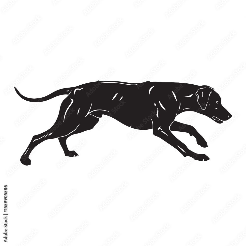Naklejka premium Powerful Rhodesian Ridgeback digital black vector - Rhodesian Ridgeback silhouette - Rhodesian Ridgeback Vector - Silhouette of Rhodesian Ridgeback - dog silhouette