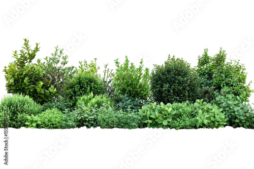 Green garden plants cutouts botanical backdrop Diverse shrubs hedges landscaping isolated design