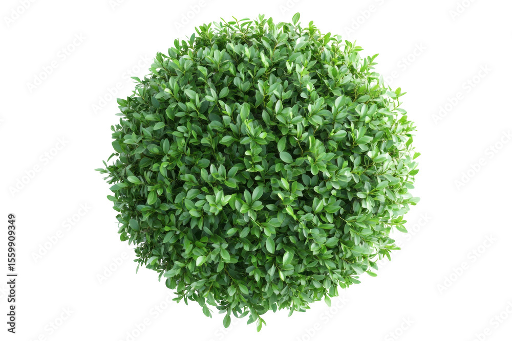 Fototapeta premium Topiary Bush Green Leaves Garden Plant Isolated Round Shape Perfect Sphere Black Background Natural