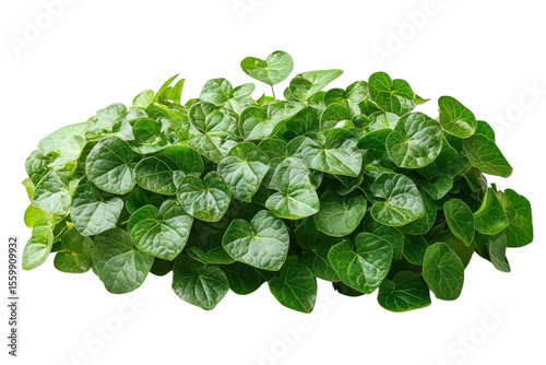 Heartleaf Ginger Green Cascade of Love Asarum Maximum beauty botanical garden backdrop vivid flora