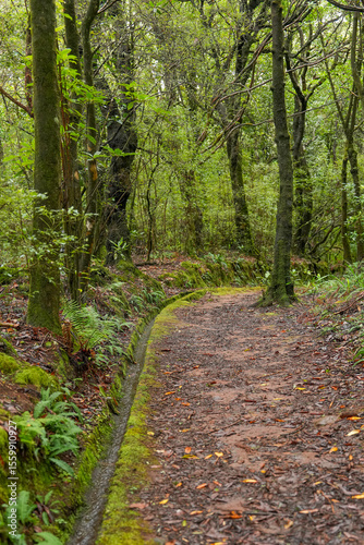 Waldweg mit einer Levada auf der Insel Madeira