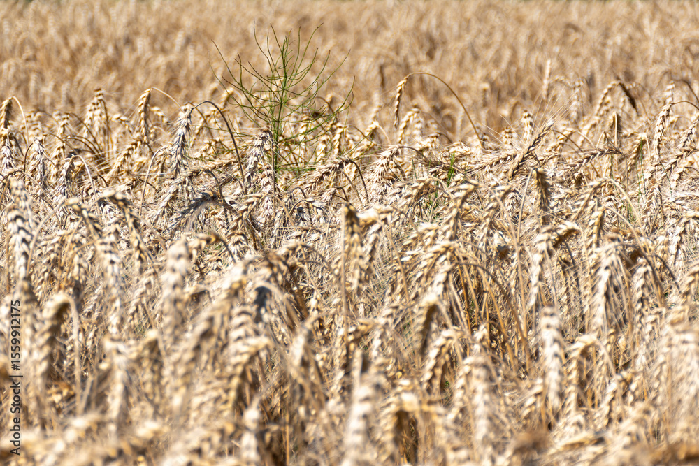 Fototapeta premium close up of wheat field