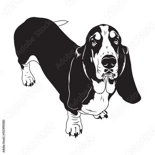 Presenting a classic Basset Hound digital black profile, with clean, sharp edges - Basset Hound silhouette - Basset Hound Vector - Silhouette of Basset Hound - dog vector

