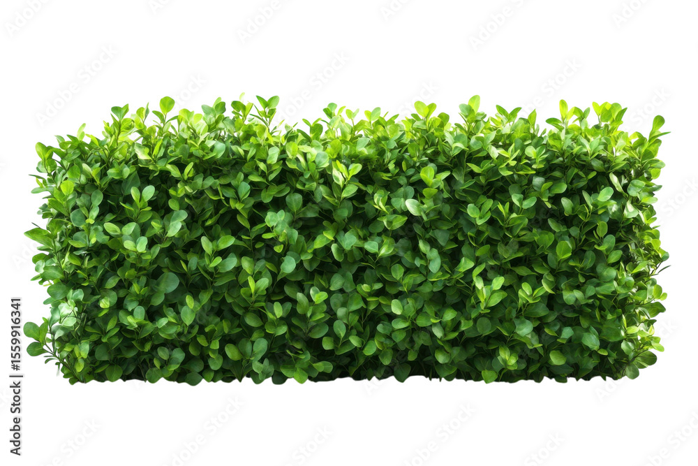 Obraz premium Lush Green Hedge Rows Vibrant Foliage Garden Privacy Landscaping Design Botanical Beauty Nature s
