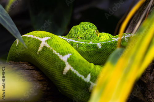 Corallus batesii, also known commonly as the Amazon Basin emerald tree boa, lying in a typical position on a branch.