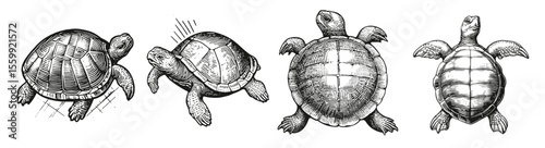 Detailed Sketch of Turtles in Various Positions and Angles, Logo Design, Hand drawing Engraving, Vector Illustration Isolated Object