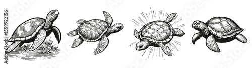 Artistic Illustration of Sea Turtles in Various Poses and Styles, Logo Design, Hand drawing Engraving, Vector Illustration Isolated Object