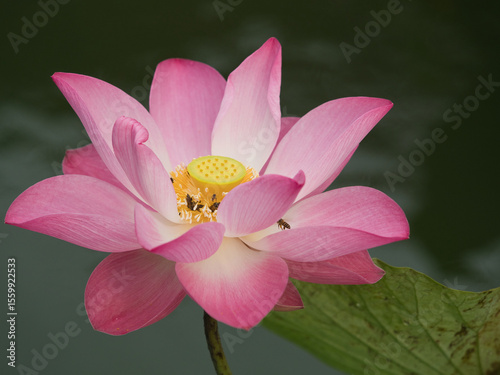 Lotus flowers bloom to attract insects in the morning.