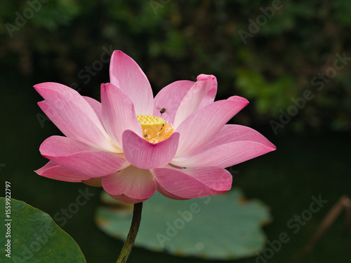 Lotus flowers bloom to attract insects in the morning.