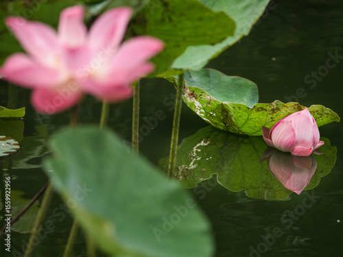 Lotus flowers bloom to attract insects in the morning.