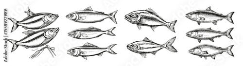 Detailed Sketches of Sardines and Other Fish for Culinary Use, vector illustration, engraving design, logo design set, black and white line, template design element