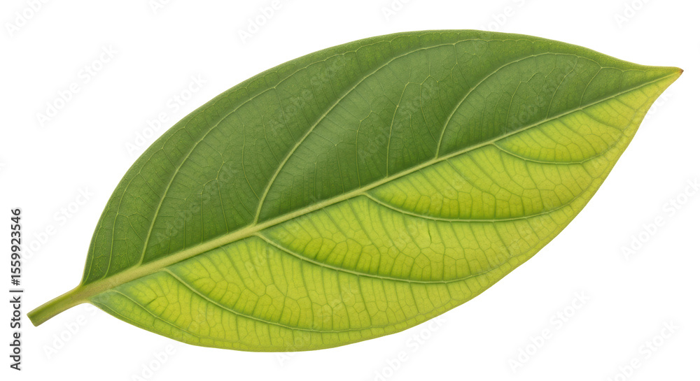 Fototapeta premium Isolated Green Leaf