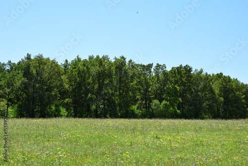 A vibrant green meadow with a line of lush green oak trees under a bright blue sky