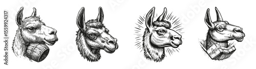 Artistic Illustrations of Llamas with Various Expressions and Styles, vector illustration, engraving design, logo design set, black and white line
