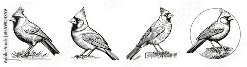 Detailed Illustrations of a Cardinal Bird in Various Poses, vector illustration, engraving design, logo design set, black and white line