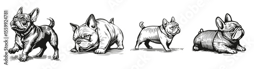 Vintage Sketch of Four French Bulldog Illustrations in Various Poses, vector illustration, engraving design, logo design set, black and white line