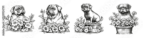 Adorable Pugs Surrounded by Flowers in Vintage Sketch Style, vector illustration, engraving design, logo design set, black and white line