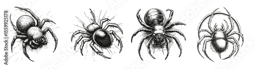 Detailed Spider Illustrations in Black and White Line Art Style, vector illustration, engraving design, logo design set, black and white line