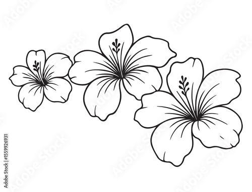 Hibiscus Trio in Delicate Bloom: Three hibiscus flowers in a line art, their petals gracefully unfurling, captured in a minimalist grayscale illustration.