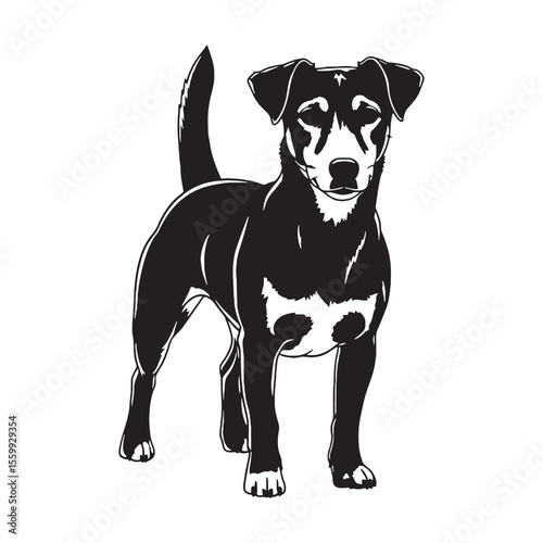 Presenting a defined Jack Russell Terrier dog drawing, with sharp, recognizable lines - Jack Russell Terrier silhouette - Jack Russell Terrier Vector - Silhouette of Jack Russell Terrier - dog vector

