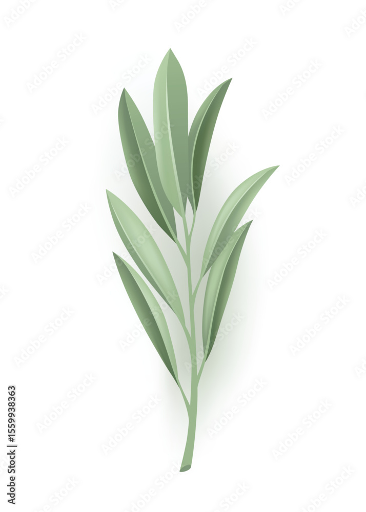 Fototapeta premium A green plant with a long stem and lush leaves on a white background