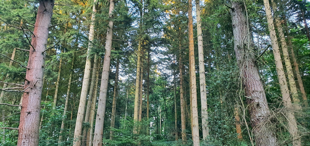 Fototapeta premium Tall Pine Trees in Dense Forest Woodland Environment