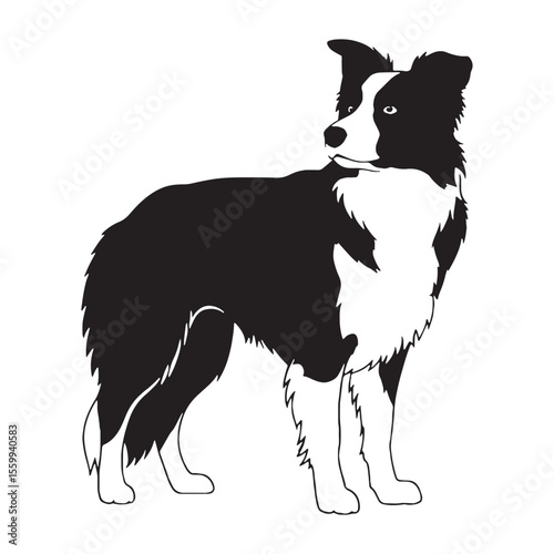 Presenting a defined Border Collie dog drawing, with sharp, recognizable lines - Border Collie silhouette - Border Collie Vector - Silhouette of Border Collie - dog vector

