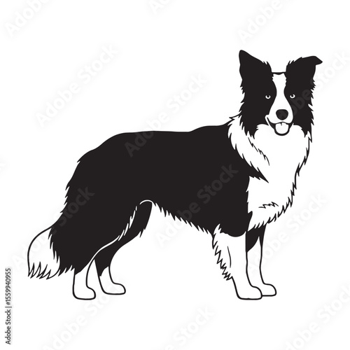 Presenting a standard Border Collie illustration, easy to use and adapt - Border Collie silhouette - Border Collie Vector - Silhouette of Border Collie - dog vector

