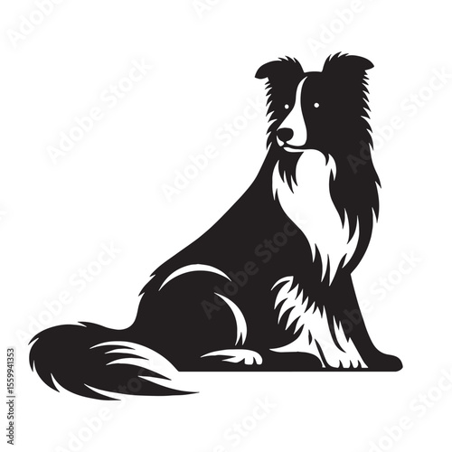 Featuring an intelligent Border Collie canine illustration, showcasing its distinct form - Border Collie silhouette - Border Collie Vector - Silhouette of Border Collie - dog vector

