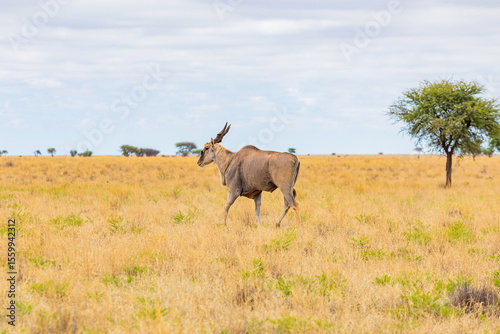 Photography View of wildlife animals in game reserve on safari