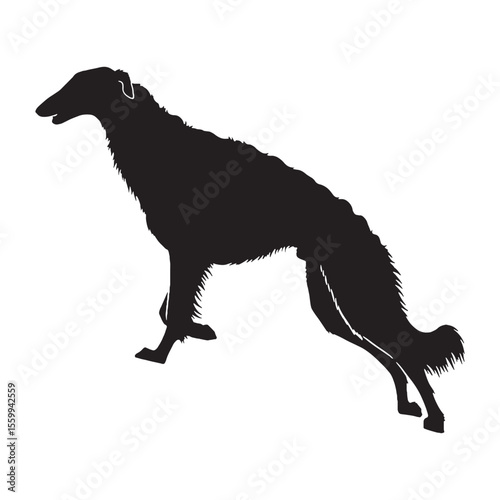 Featuring an authentic Borzoi canine visual, accurately representing the breed - Borzoi silhouette - Borzoi Vector - Silhouette of Borzoi - dog vector


