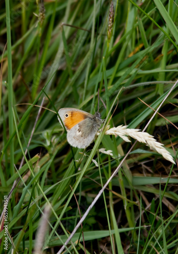 A Small Orange and Grey Butterfly Perched on a Blade of Grass