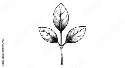 A Deep Dive Into the Significance of Leaves Their Symbolism and Biological Functionality