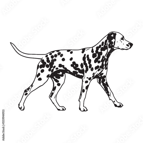 Presenting a defined Dalmatian dog drawing, with sharp, recognizable lines - Dalmatian silhouette - Dalmatian Vector - Silhouette of Dalmatian - dog vector

