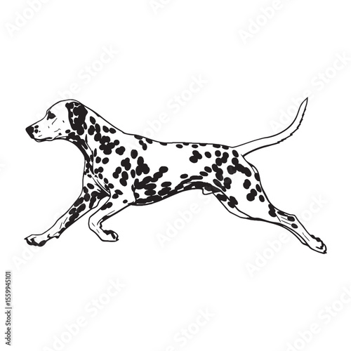 Presenting a standard Dalmatian illustration, easy to use and adapt - Dalmatian silhouette - Dalmatian Vector - Silhouette of Dalmatian - dog vector

