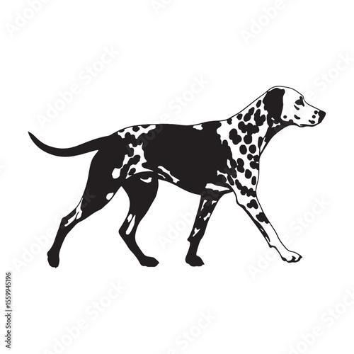 An exceptionally refined Dalmatian line art, perfect for intricate details - Dalmatian silhouette - Dalmatian Vector - Silhouette of Dalmatian - dog silhouette

