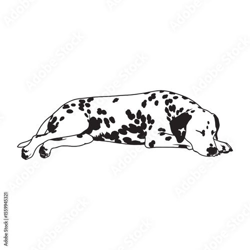 A versatile Dalmatian design asset, offering a clean, modern vector - Dalmatian silhouette - Dalmatian Vector - Silhouette of Dalmatian - dog silhouette

