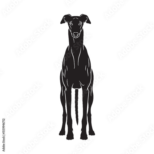 A simple Greyhound dog outline, easy to integrate into various layouts - Greyhound silhouette - Greyhound Vector - Silhouette of Greyhound - dog silhouette

