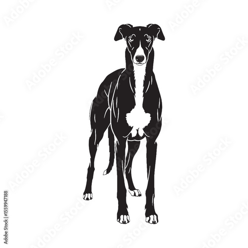 An exceptionally refined Greyhound line art, perfect for intricate details - Greyhound silhouette - Greyhound Vector - Silhouette of Greyhound - dog silhouette


