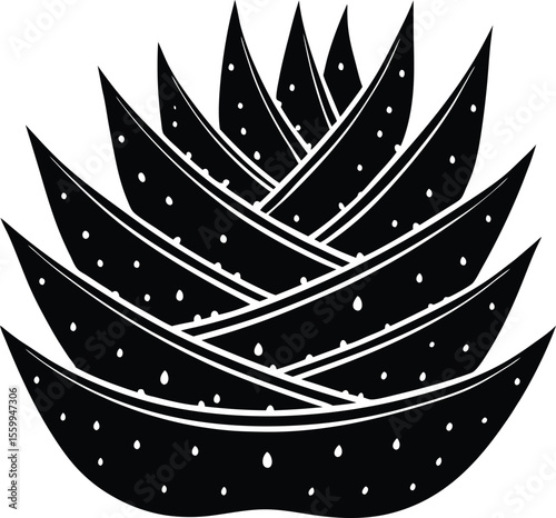 Abstract black and white aloe vera plant illustration