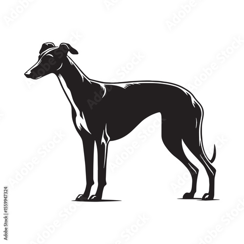 Showcasing a noble Greyhound dog form, simple yet impactful for designs - Greyhound silhouette - Greyhound Vector - Silhouette of Greyhound - dog vector

