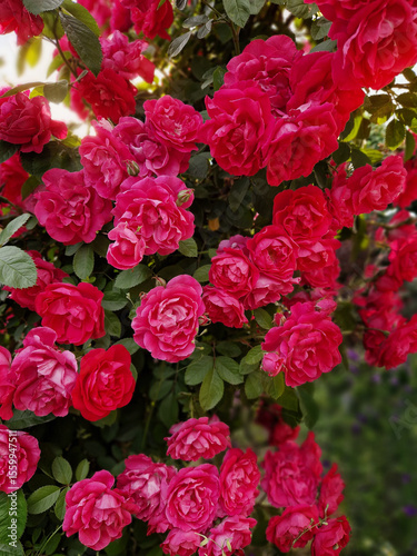 red roses background