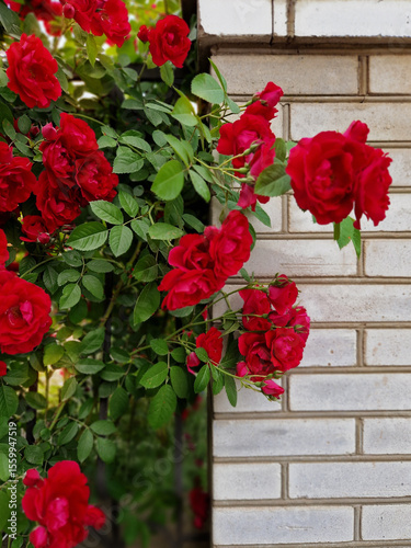 red roses near the wall