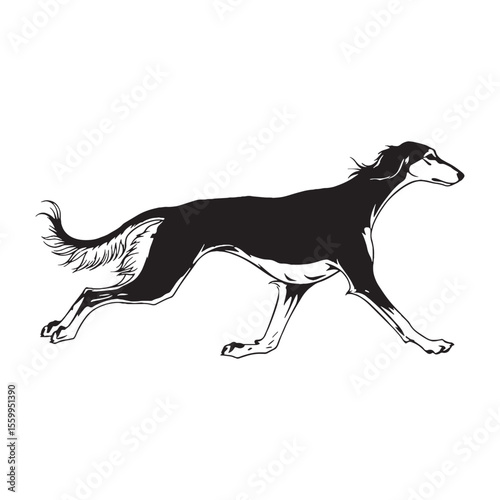 An iconic Saluki representation, providing a clear and crisp visual that instantly identifies the breed - Saluki silhouette - Saluki Vector - Silhouette of Saluki - dog vector

